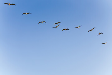 Flock of brown pelicans flying in a formation, and clear blue sky in the background, copy space