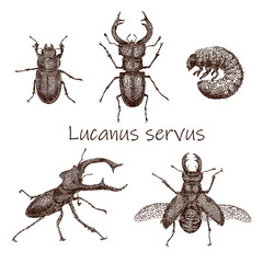 Collection set of stag beetles, Lucanus cervus. Male, female, larva. - 609731762