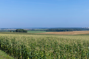 Fototapeta premium Corn field with green plants