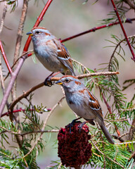 American Tree Sparrow.  Couple close-up side view perched on a red stag horn sumac with coniferous tree forest background in their environment