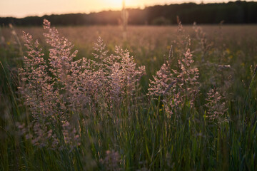Naklejka premium Blooming grass in the meadow at sunset