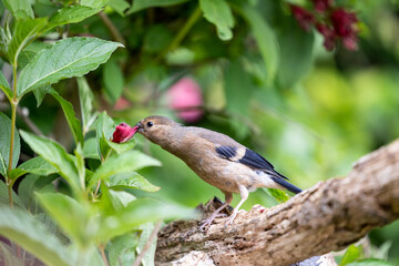 Young Juvenile Eurasian Bullfinch (Pyrrhula pyrrhula) stretching to feed on the flowers of a garden shrub, weigela -Yorkshire, UK in June.