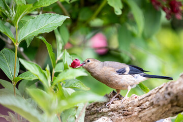Young Juvenile Eurasian Bullfinch (Pyrrhula pyrrhula) perched on a branch feeding on the flowers of a garden shrub, weigela -Yorkshire, UK in June