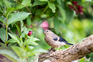 Young Juvenile Eurasian Bullfinch (Pyrrhula pyrrhula) with food. Perched on a branch feeding on the flowers of a garden shrub, weigela -Yorkshire, UK in June.