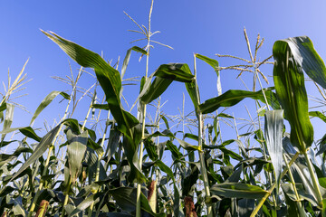 Corn field with green plants
