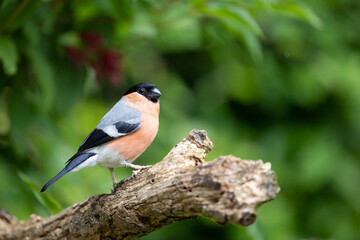 Adult male Eurasian Bullfinch (Pyrrhula pyrrhula) posed on a thick branch with a natural, green leafy background - Yorkshire, UK in June.