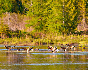 Canada Geese Photo and Image.  Group of Canada Geese landing in water with coniferous tree background in their environment and habitat. Flock of birds.