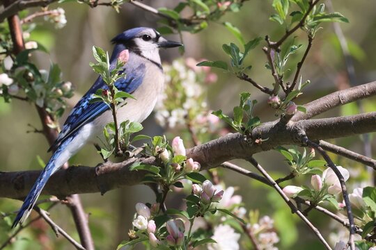 Blue Jay