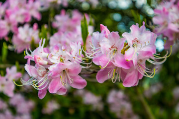 Blooming rhododendron in the garden close-up
