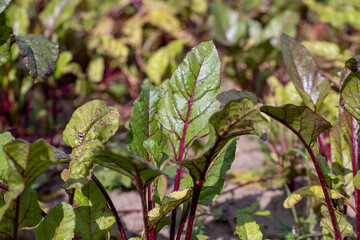 Red table beet in the field