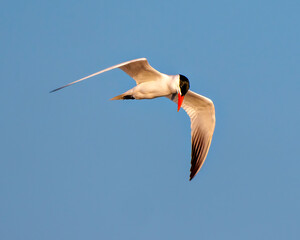 Common Tern Photo and Image.  Flying with blue sky and displaying white wings, orange bill and black cap in its environment and habitat. Spread wings.