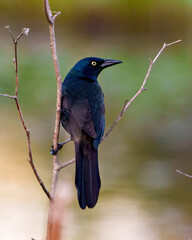 Common Grackle Photo and Image.  Close up rear view perched on a branch in its environment and habitat with a coloured background. Grackle Picture.
