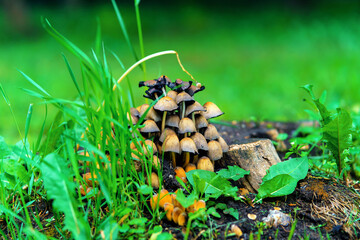 A lot of toadstool mushrooms pale on an old stump