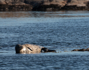 Naklejka premium Outdoor wildlife photography