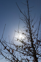 the tree of the petiolate oak without foliage at the beginning of spring
