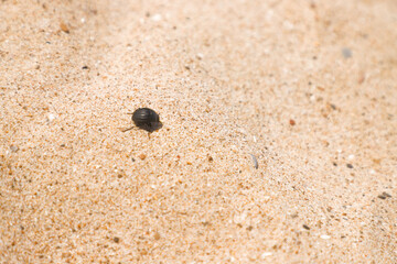 Escarabajo negro pelotero en la arena de la playa - obrazy, fototapety, plakaty