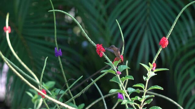 Flying Hummingbird, Colibri in Costa Rica harvesting red flowers nectar Kolibri little bird in 4K