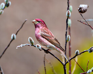 Purple Finch Photo and Image.   Male close-up front view, perched on a tree buds branch displaying red colour plumage with a brown background in its environment