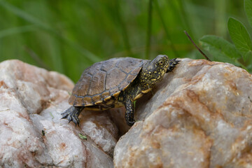 turtle on the rocks