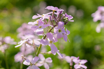 Hesperis Matronalis or dames rocket flower in Zurich in Switzerland