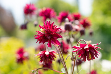 Aquilegia Vulgaris or common columbine flower in Zurich in Switzerland