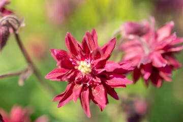 Aquilegia Vulgaris or common columbine flower in Zurich in Switzerland