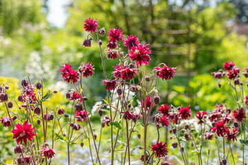 Fototapeta premium Aquilegia Vulgaris or common columbine flower in Zurich in Switzerland