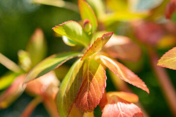 Beautiful plantations at the botanical garden in Zurich in Switzerland