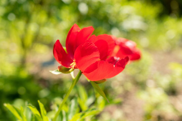 Obraz premium Paeonia Pelegrina flower in Zurich in Switzerland