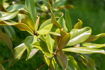 Magnolia Grandiflora or Bull bay tree in Zurich in Switzerland