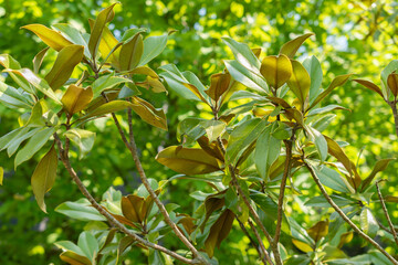 Magnolia Grandiflora or Bull bay tree in Zurich in Switzerland