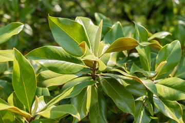 Magnolia Grandiflora or Bull bay tree in Zurich in Switzerland