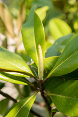 Magnolia Grandiflora or Bull bay tree in Zurich in Switzerland