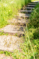 Celtica Gigantea or giant feather grass or golden oats in Zurich in Switzerland