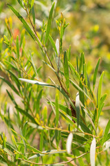Acacia Cyclops or Coastal Eattle plant in Zurich in Switzerland