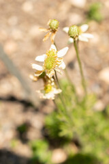Anemone Multifida or Cutleaf Anemone in Zurich in Switzerland