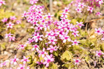 Fototapeta premium Oxalis Articulata or pink sorrel flower in Zurich in Switzerland