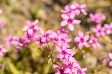 Obraz premium Oxalis Articulata or pink sorrel flower in Zurich in Switzerland