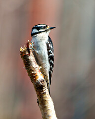 Woodpecker Image and Photo.  Close-up profile view perched on a twig with colourful background in its environment.