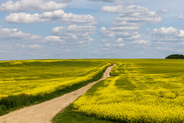 yellow rapeseed flowers during spring flowering