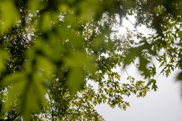 green maple leaves in late summer