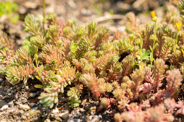 Sedum Hispanicum or spanish stonecrop plant in Zurich in Switzerland