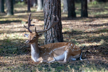 Deer resting in hot weather