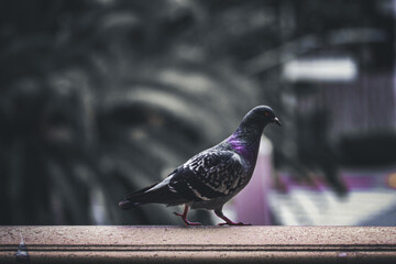 A Pigeon in the Concrete Jungle
