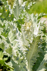 Onopordum Acanthium or scottish thistle in Zurich in Switzerland