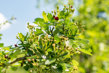 Rosa Canina or dog rose in Zurich in Switzerland