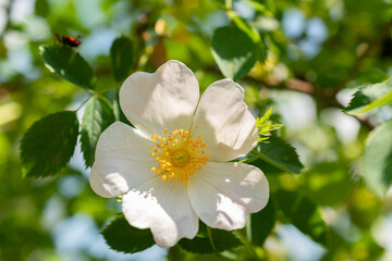 Rosa Canina or dog rose in Zurich in Switzerland