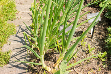 Allium Cepa or bulb onion in Zurich in Switzerland