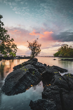 A lonely tree growing on a lava rock in Carlsmith Beach Park at sunset, Hilo, Big Island, Hawaii