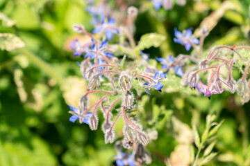 Borago Officinalis or Starflower in Zurich in Switzerland